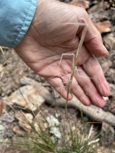Western Needlegrass — photo by Leah Gardner