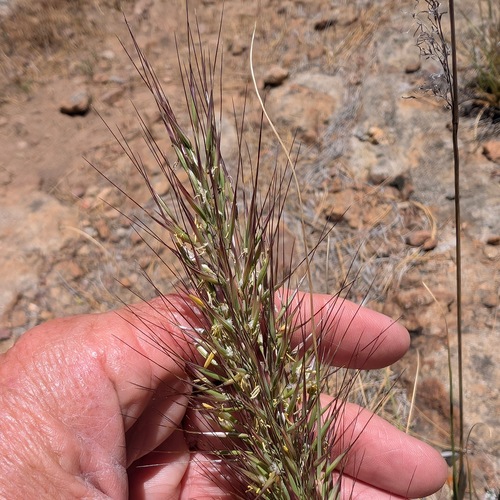 Parish's Needlegrass (var. parishii) — photo by Don Rideout