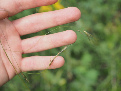 Richardson's Needlegrass — photo by rwr