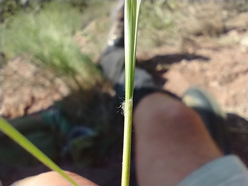 Scribner Needlegrass — photo by Stephen Hauptli