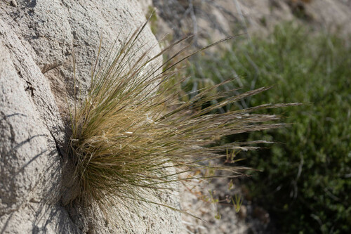 Desert Needlegrass