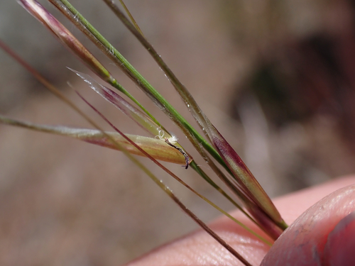 Thurber's Needlegrass — photo by Rebecca Reader-Lee