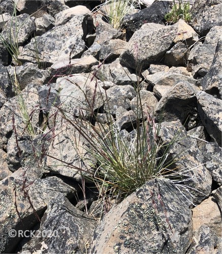 Wallowa Needlegrass — photo by grassgirl