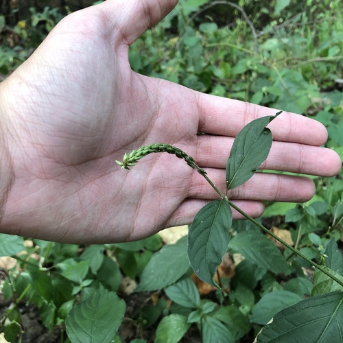 Japanese Chaff Flower