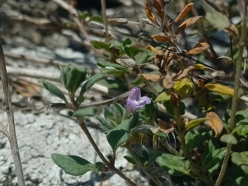 Basil Thyme — photo by Alexandre Leroy Delande