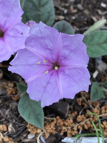 Obliqueleaf Trumpets