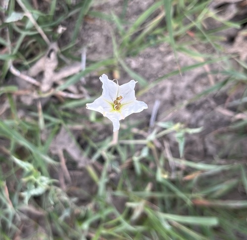 Angel's Trumpets