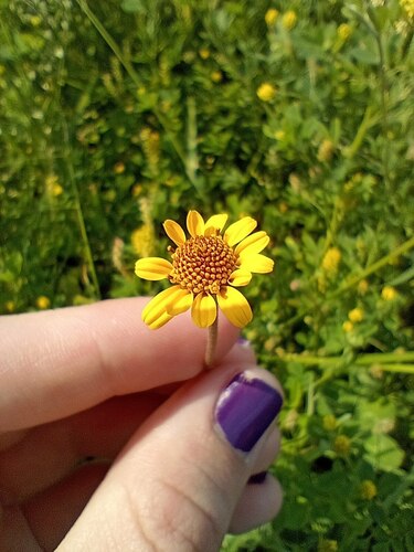 Creeping Spotflower