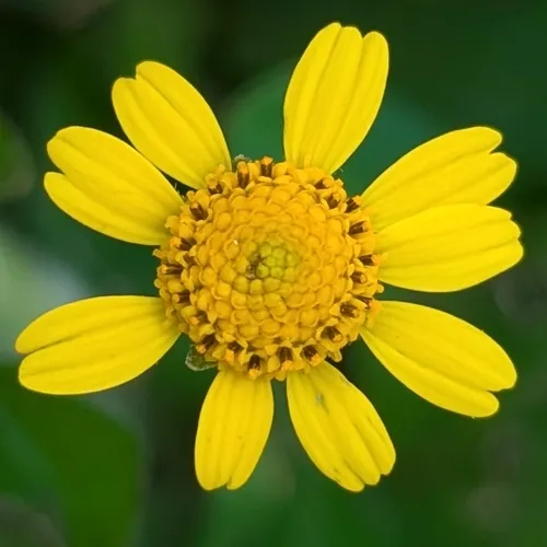 Hairy Spotflower
