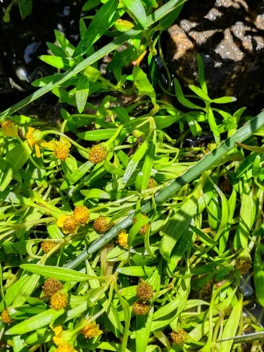 Dwarf Spotflower