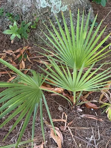 Everglades Palm — photo by Bennett Susman