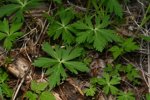 Columbian Monkshood