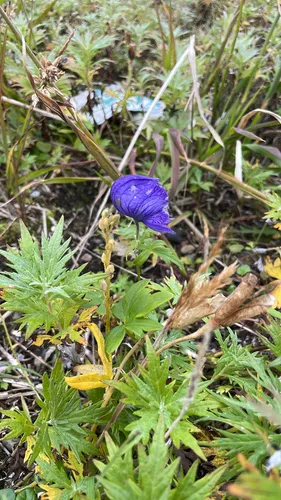 Larkspurleaf Monkshood