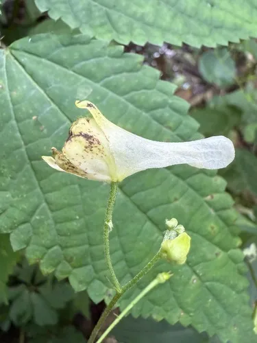 Trailing White Monkshood