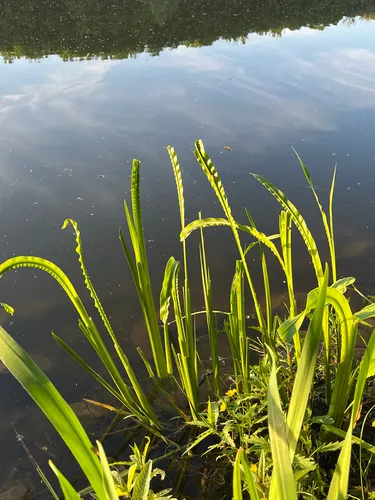 Calamus