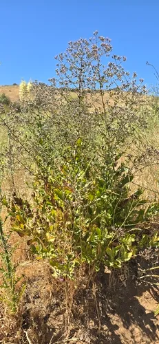 Sacapellote