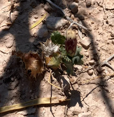 Dwarf Desertpeony