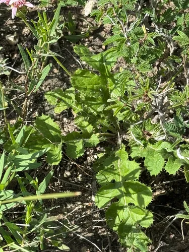 Featherleaf Desertpeony
