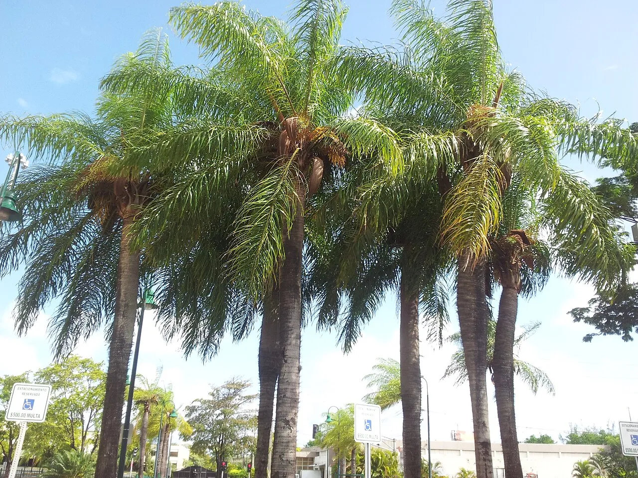 Grugru Palm