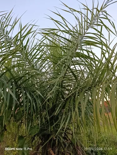 Grugru Palm