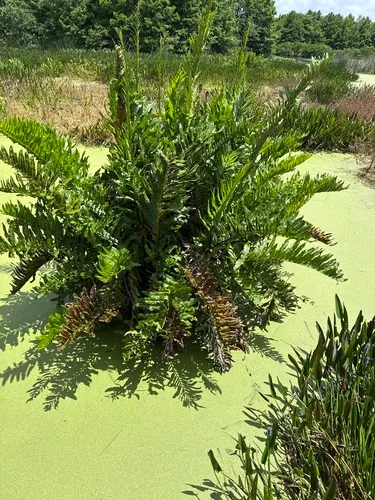 Inland Leatherfern