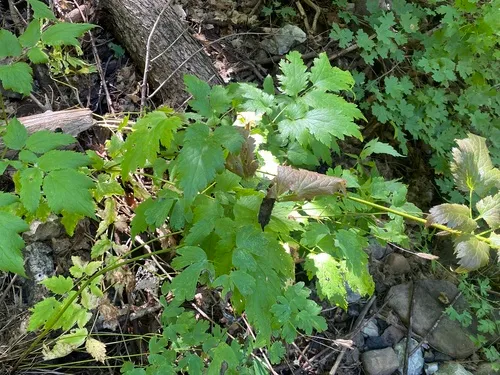 Arizona Bugbane