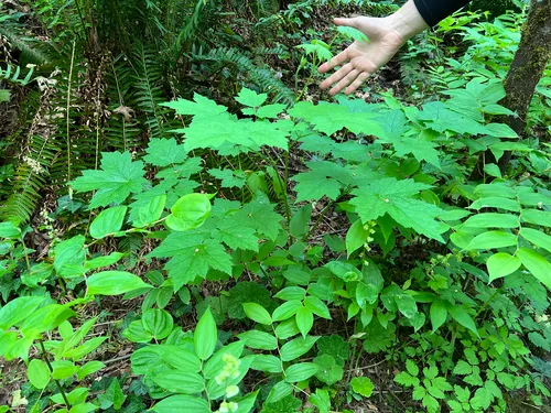 Tall Bugbane — photo by armeria