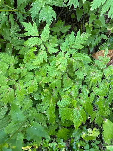 Mt. Hood Bugbane