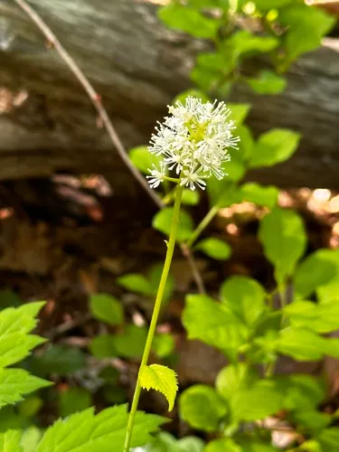 White Baneberry — photo by gwt2102