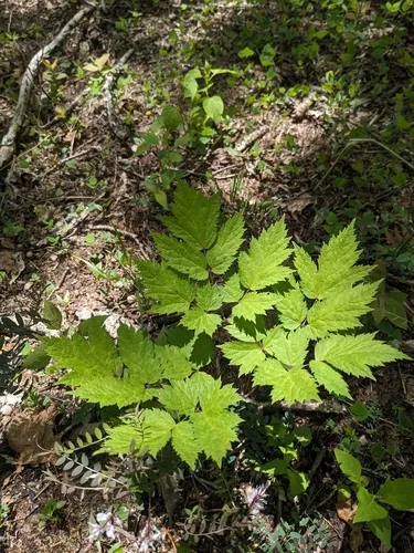 Mountain Bugbane — photo by Alaina Krakowiak