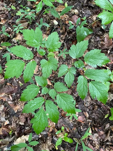Black Baneberry
