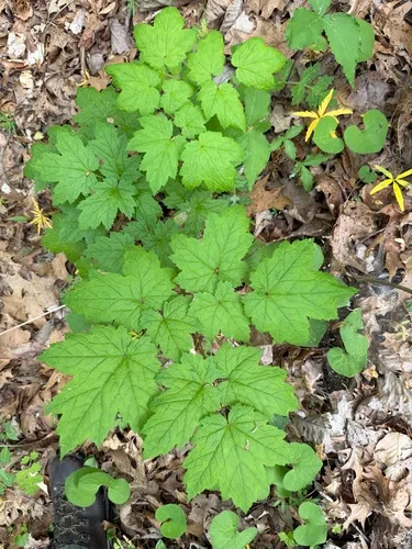 Appalachian Bugbane