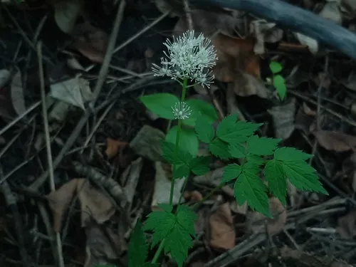 Red Baneberry