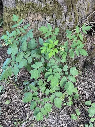 Eurasian Baneberry — photo by Marcin Scelina