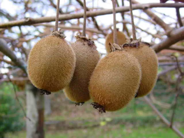 Kiwi (var. deliciosa)