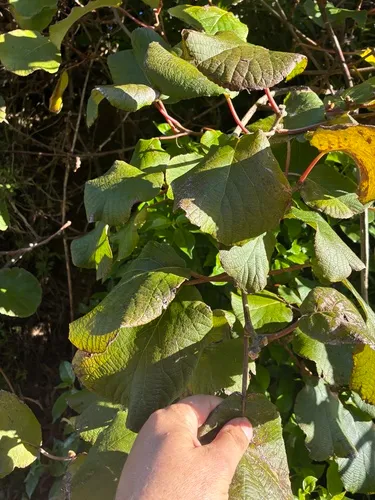 Kiwi