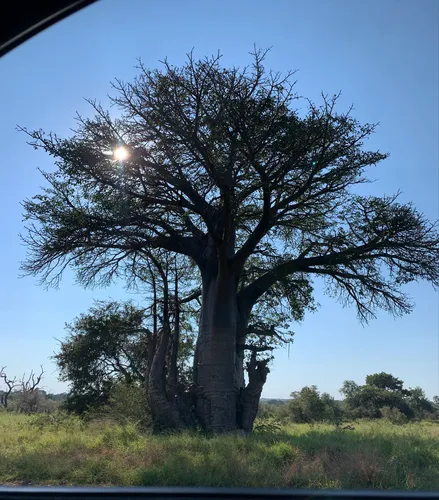 Baobab — photo by wendy_panaino