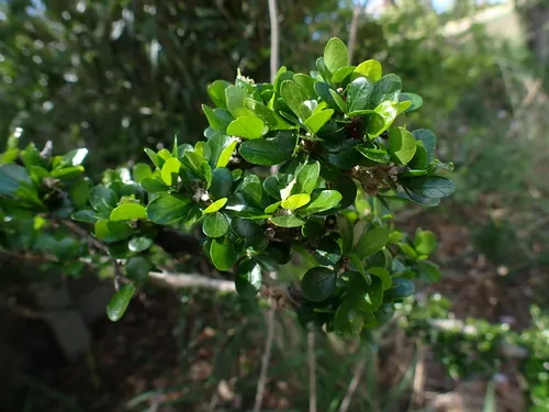 Wild Lime — photo by Eloïse Jones