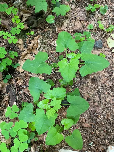 American Trailplant — photo by Jeff