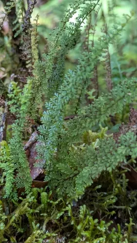 Kauai Kihifern