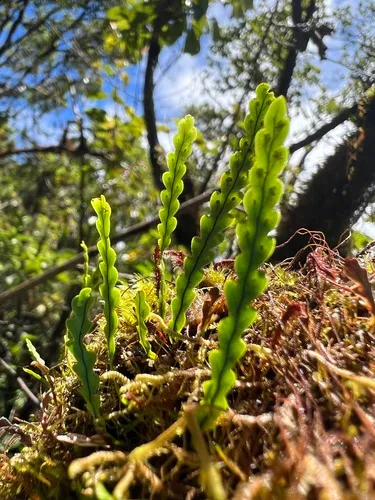Island Kihifern