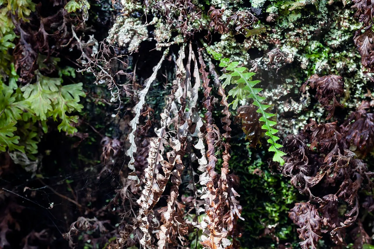 Pendant Kihifern — photo by John Game