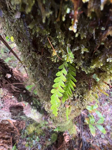 Graceful Kihifern