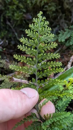 Royal Kihifern — photo by Liam Hutcheson