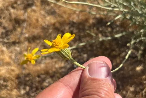 Cooper's Dogweed