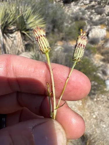 San Felipe Dogweed — photo by jrebman