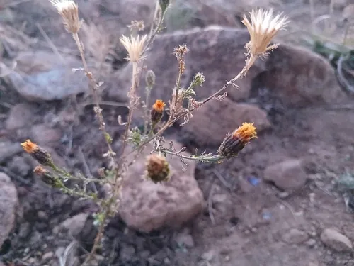 Poreleaf Dogweed