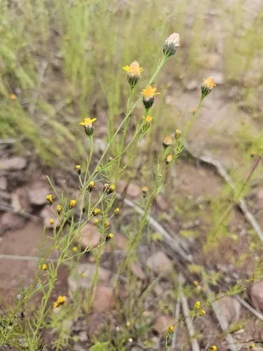 Wright's Dogweed