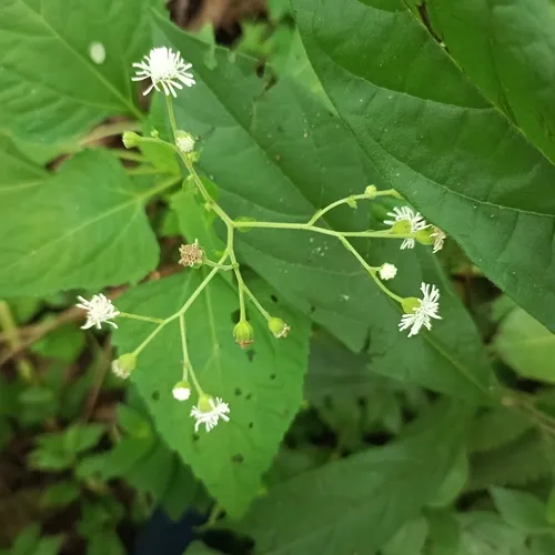Common Medicineplant — photo by Paula Brito