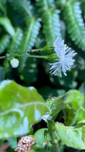 Tropical Medicineplant